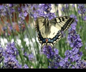 2015_foto_2_original